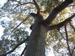 tall oak.jpg
